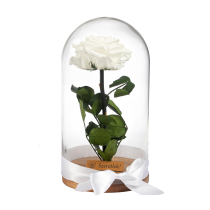 Örökrózsa üvegbúrában - nagy méretű fehér örök rózsa