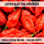 Szellem chili - Bhut Jolokia Red fa kaspóba