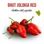 Szellem chili - Bhut Jolokia Red fa kaspóba