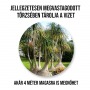 Buzogányfa növényem fa kaspóban Buzogányfa növényem fa kaspóban