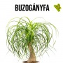 Buzogányfa növényem fa kaspóban Buzogányfa növényem fa kaspóban