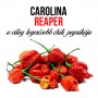 Carolina reaper chili paprika növényem fa kockában