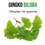 Ginkgo Biloba növényem fa kockában