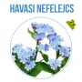 Havasi nefelejcs fa kaspóban