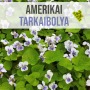 Amerikai tarkaibolya növényem fa kaspóban