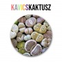 Kavicskaktusz növényem fa kockában Kavicskaktusz növényem fa kockában