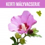 Kerti Mályvacserje fa kaspóban