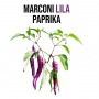 Lila marconi paprika növényem fa kockában