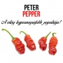 Peter Pepper chili paprika növényem fa kockában