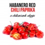 Piros habanero chili paprika növényem fa kockában